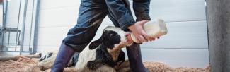 A farm worker feeds bottled formula to a calf