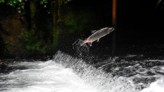 A salmon swims up-river
