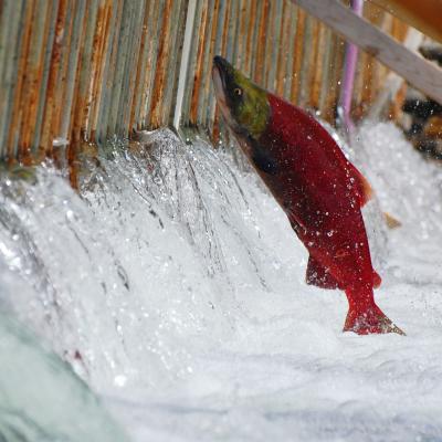 salmon jumping